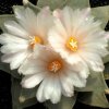 Ariocarpus_retusus_6