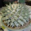 Ariocarpus_retusus_8