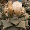 Ariocarpus_retusus_9