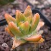 Ariocarpus_retusus_fa._variegata