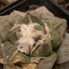 Ariocarpus_retusus_fa._variegata_1