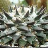Ariocarpus_retusus_v_elongatus