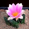 Ariocarpus_scapharostrus