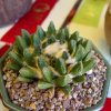 Ariocarpus_scaphirostris