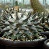 Ariocarpus_trigonus_aramberi_1