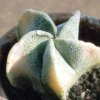 Astrophytum-sp-variegata
