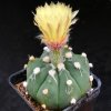 Astrophytum_1