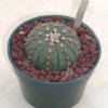 Astrophytum_asterias