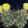 Astrophytum_capricorne_minor