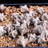 Astrophytum_coahuilense_1