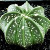 Astrophytum_coahuilensis