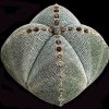 Astrophytum_myriostygma_onzuka_1