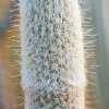 Austocephalocereus