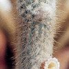 Austocephalocereus_lehmannianus