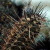 Austrocactus_patagonicus