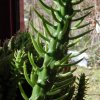 Austrocylindropuntia_subulata