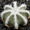 Aztekium_hintonii_3