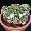 Aztekium_hintonii_monstruosus