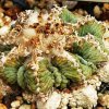 Aztekium_ritteri