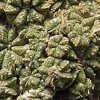 Aztekium_ritteri_1