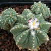 Aztekium_ritteri_2