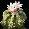 Aztekium_ritteri_3