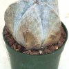 astrophytum_coahuilense