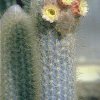 austrocephalocereus