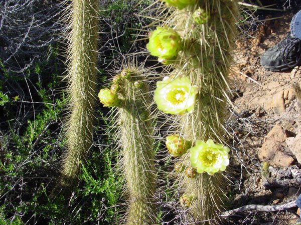 Bergerocactus_emoryi_1