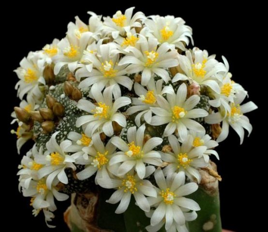 Blossfeldia_cyathyformis