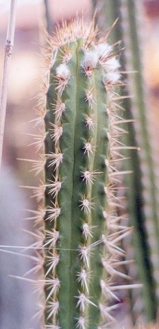 Borzicactus_tesselatus