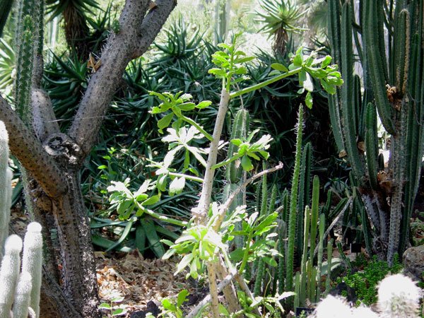 Brasiliopuntia_brasiliensis_1