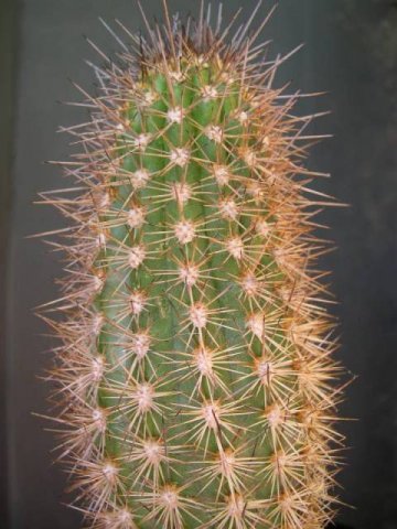 Browningia_candelaris