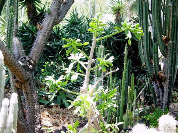 brasiliopuntia_brasiliensis