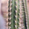 Borzicactus_tesselatus