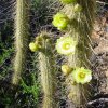 bergerocactus