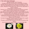 Echinopsis