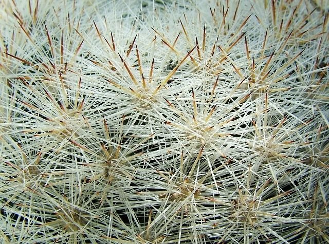 Kakts Rehberi - Mammillaria _wiesingeri _ssp.wiesingeri _19