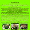 Melocactus