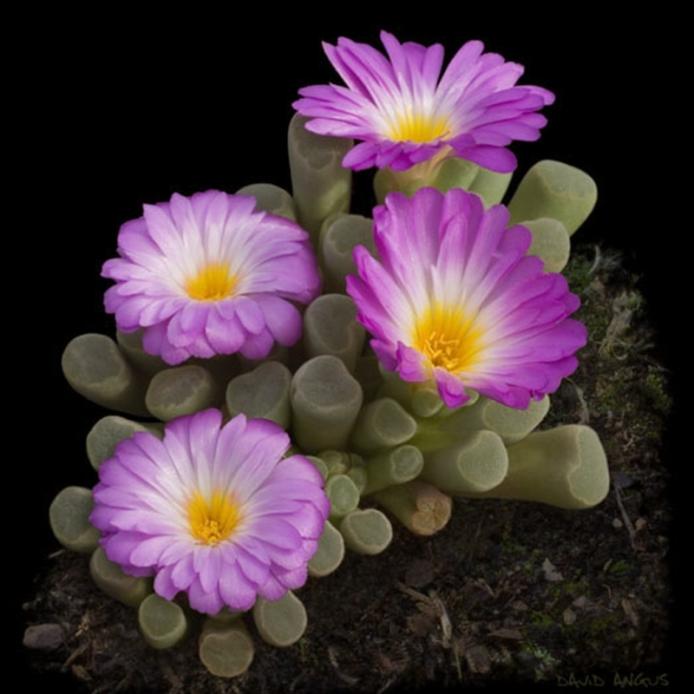 Frithia_pulchra